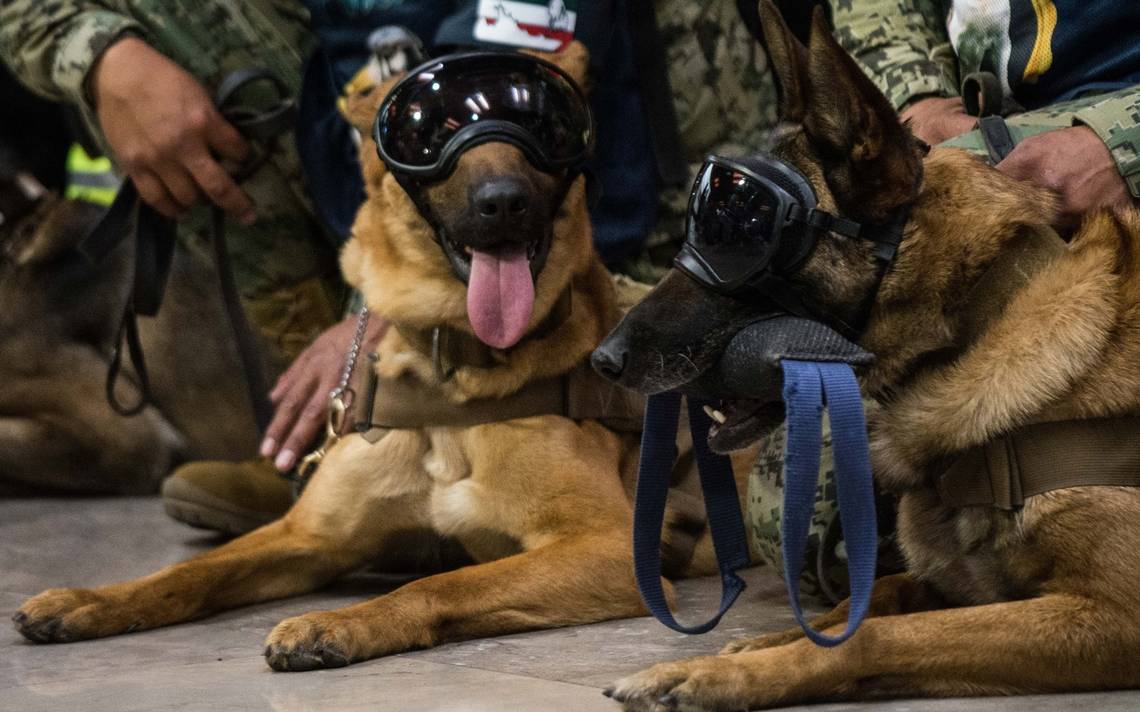 Oportunidad única: Adopta un perro jubilado de la Guardia Nacional y el Ejército mexicano